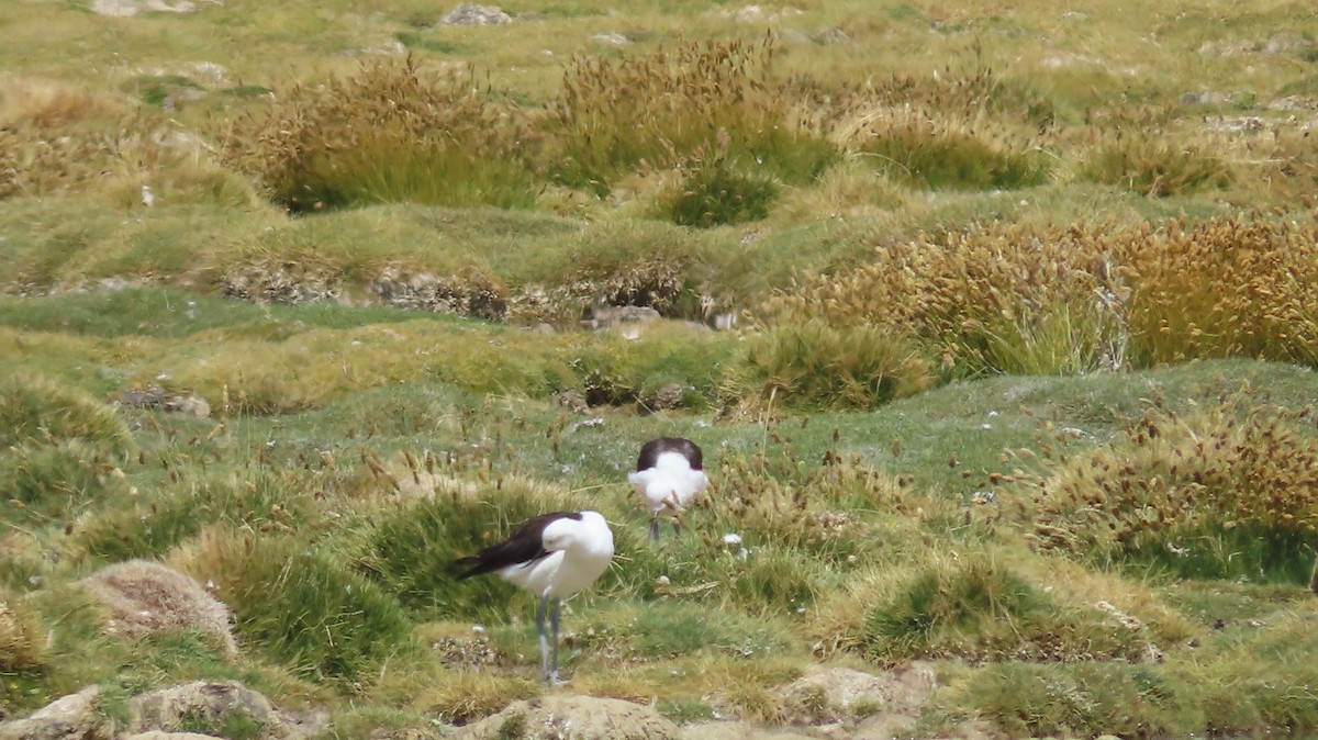 Andean Avocet - ML641035366