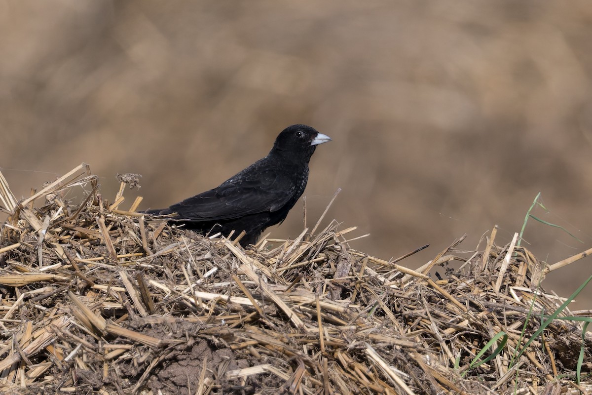 Black Lark - ML641035394