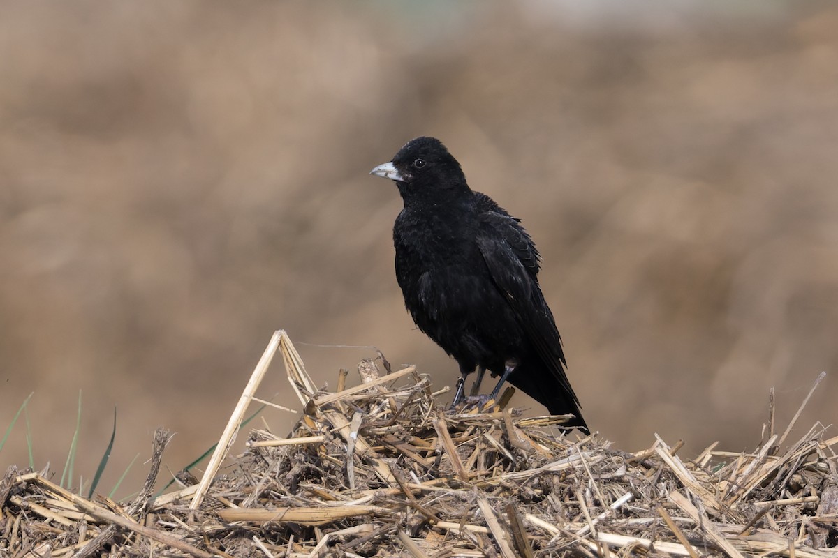 Black Lark - ML641035395
