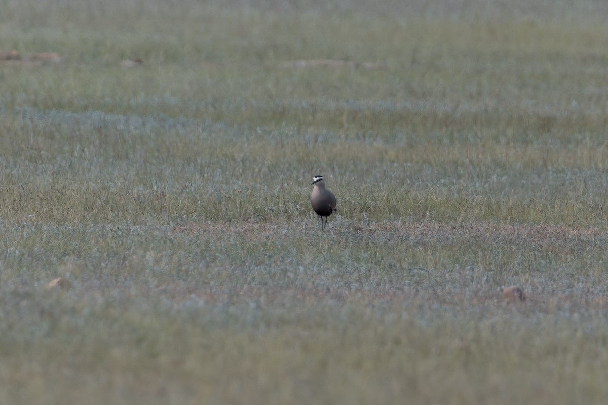 Sociable Lapwing - ML641035397
