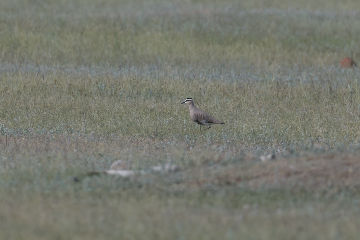 Sociable Lapwing - ML641035398