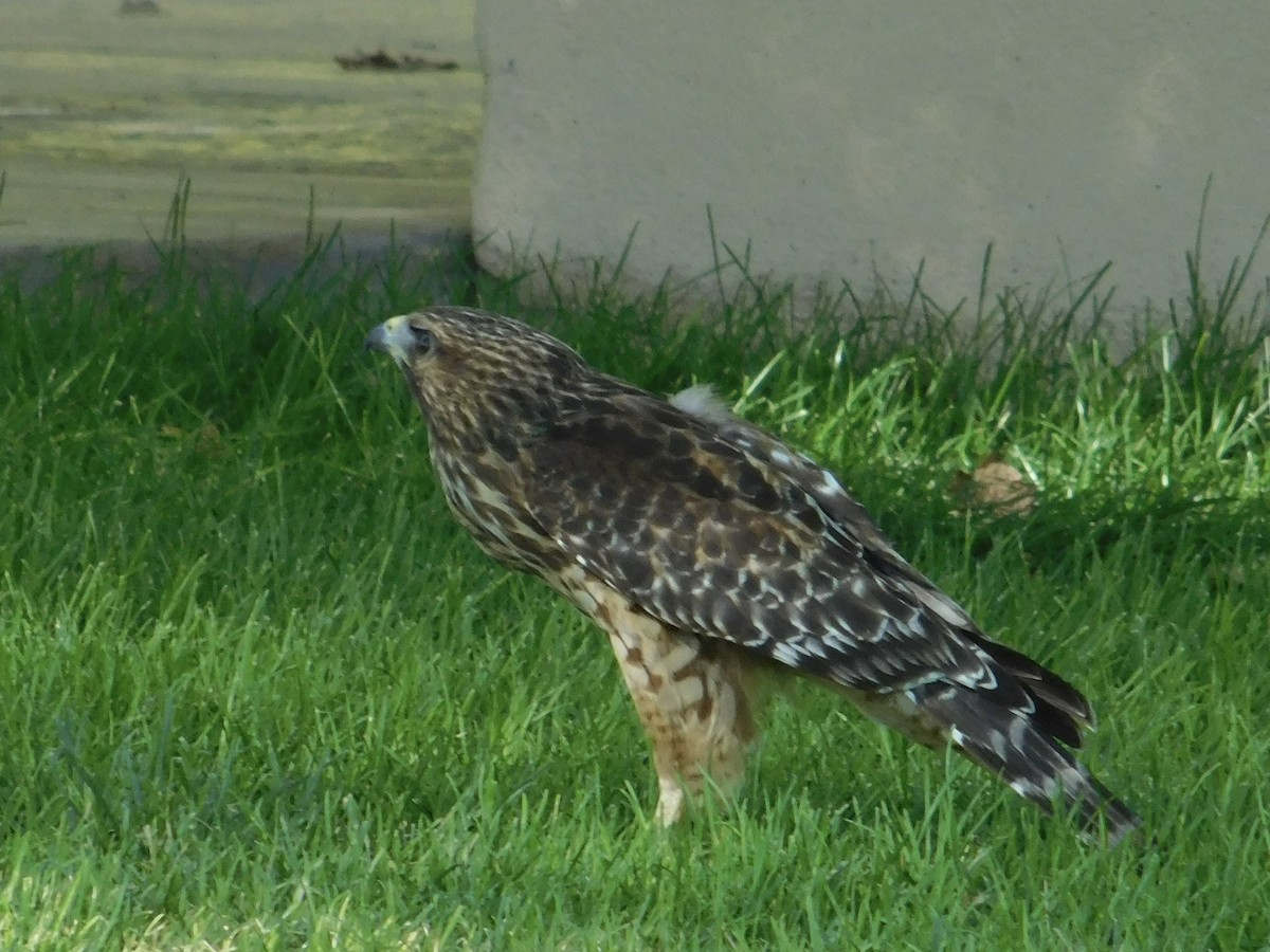 Red-shouldered Hawk - ML641035432