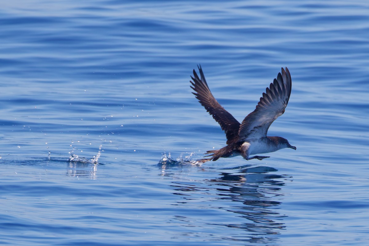 Black-vented Shearwater - ML641035448