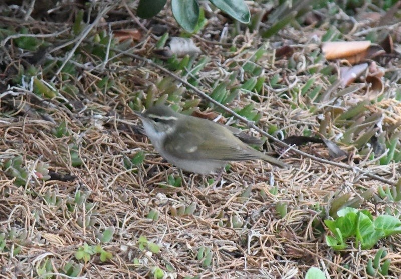Kamchatka Leaf Warbler - ML641035477
