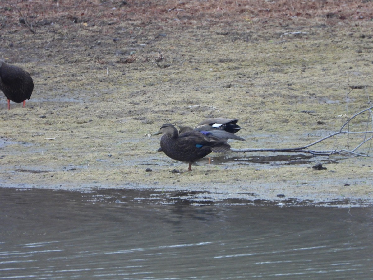 American Black Duck - ML641035479