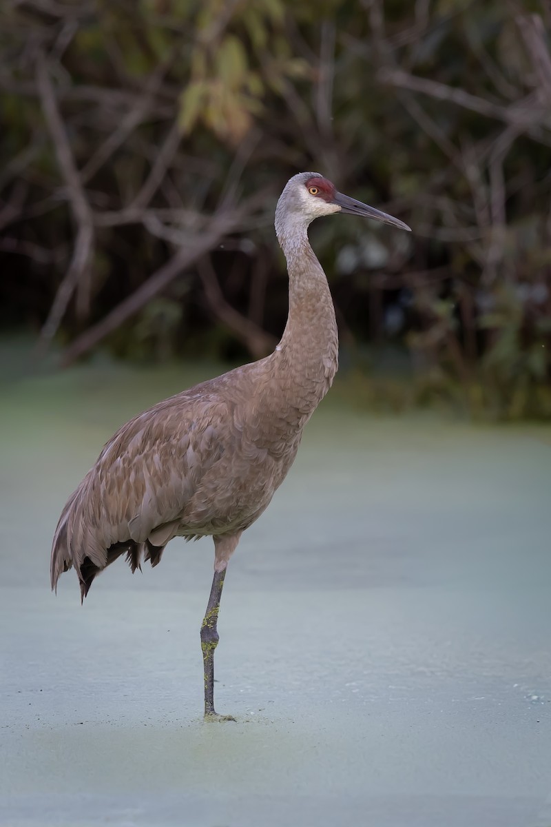 Sandhill Crane - ML641035497