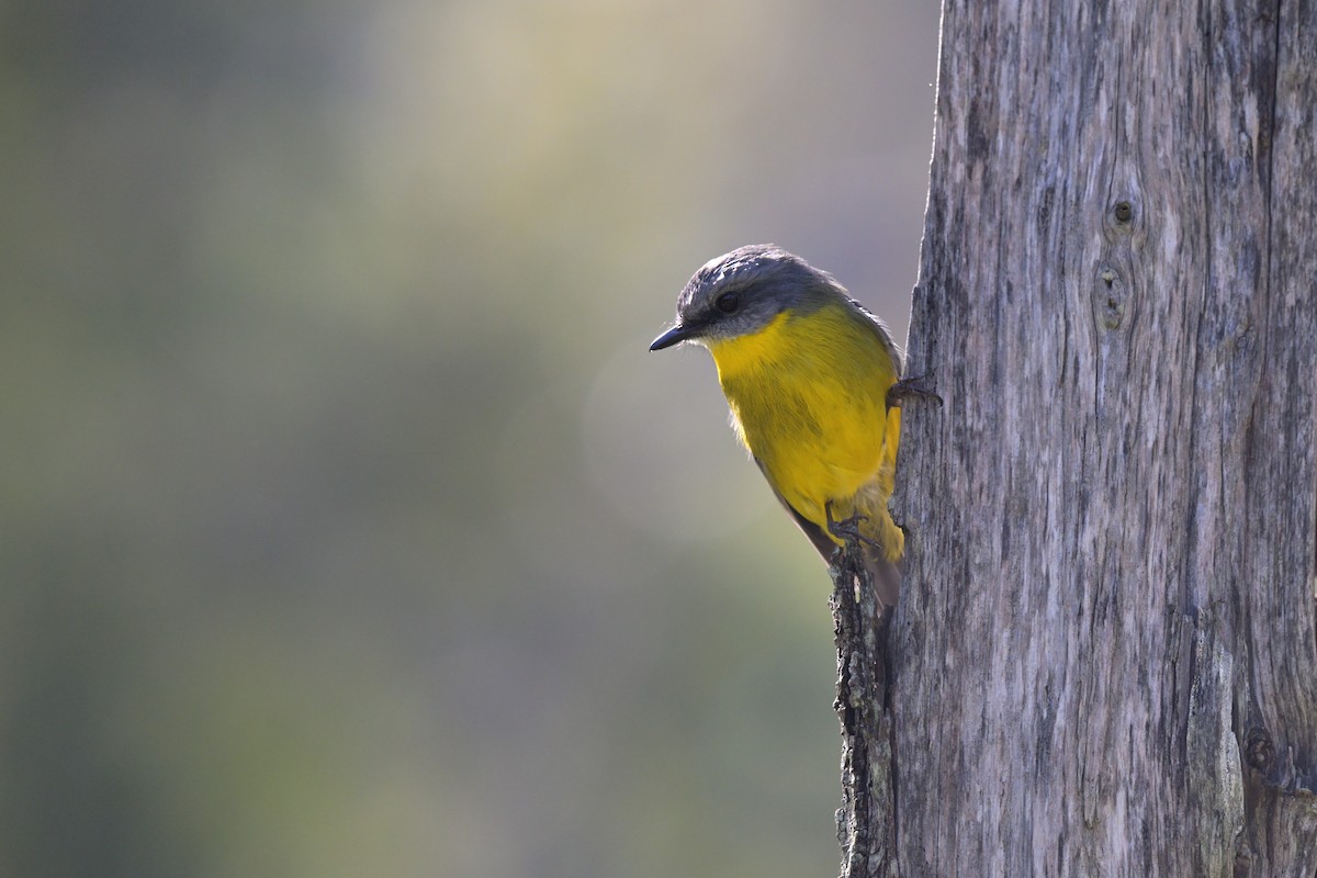Eastern Yellow Robin - ML641035498