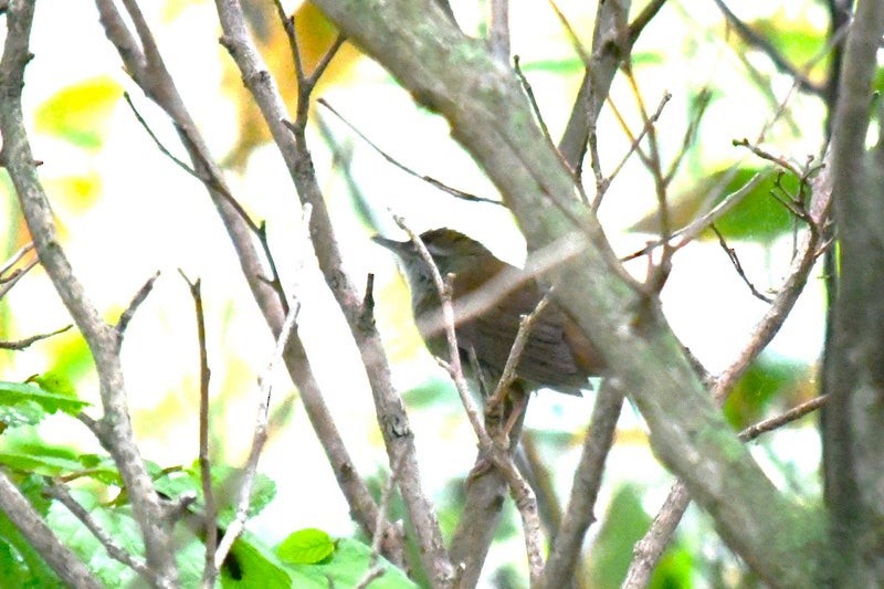 Sakhalin Grasshopper Warbler - ML641035636