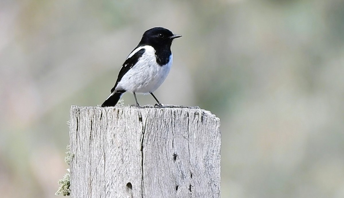 Hooded Robin - ML641035668