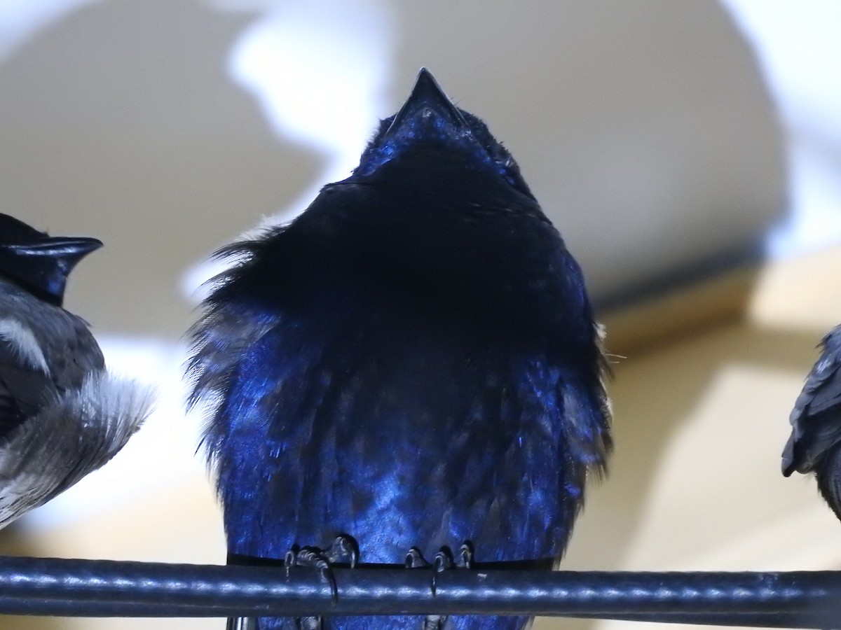 Purple Martin - ML641035677