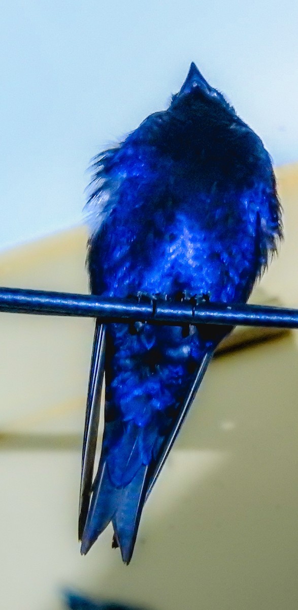 Purple Martin - ML641035692