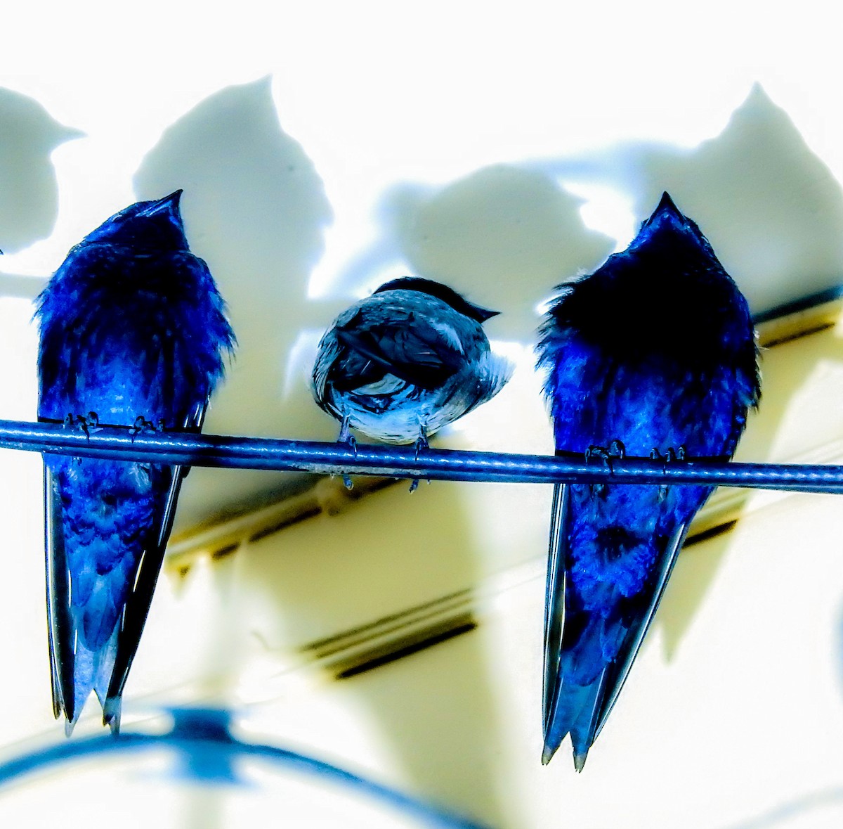 Purple Martin - ML641035694