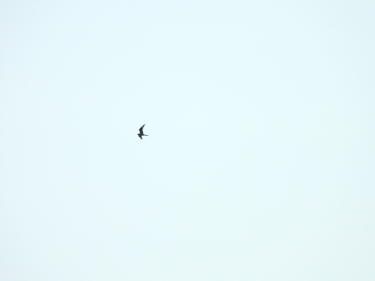 Common Nighthawk - ML641035700