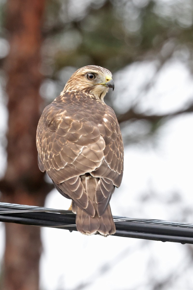 Broad-winged Hawk - ML641035701
