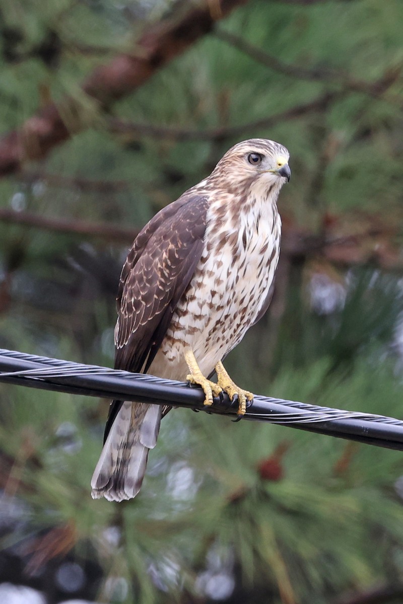 Broad-winged Hawk - ML641035702