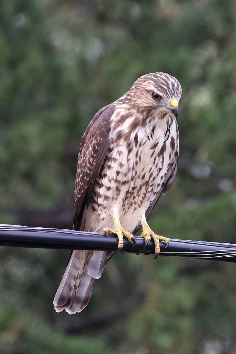 Broad-winged Hawk - ML641035703