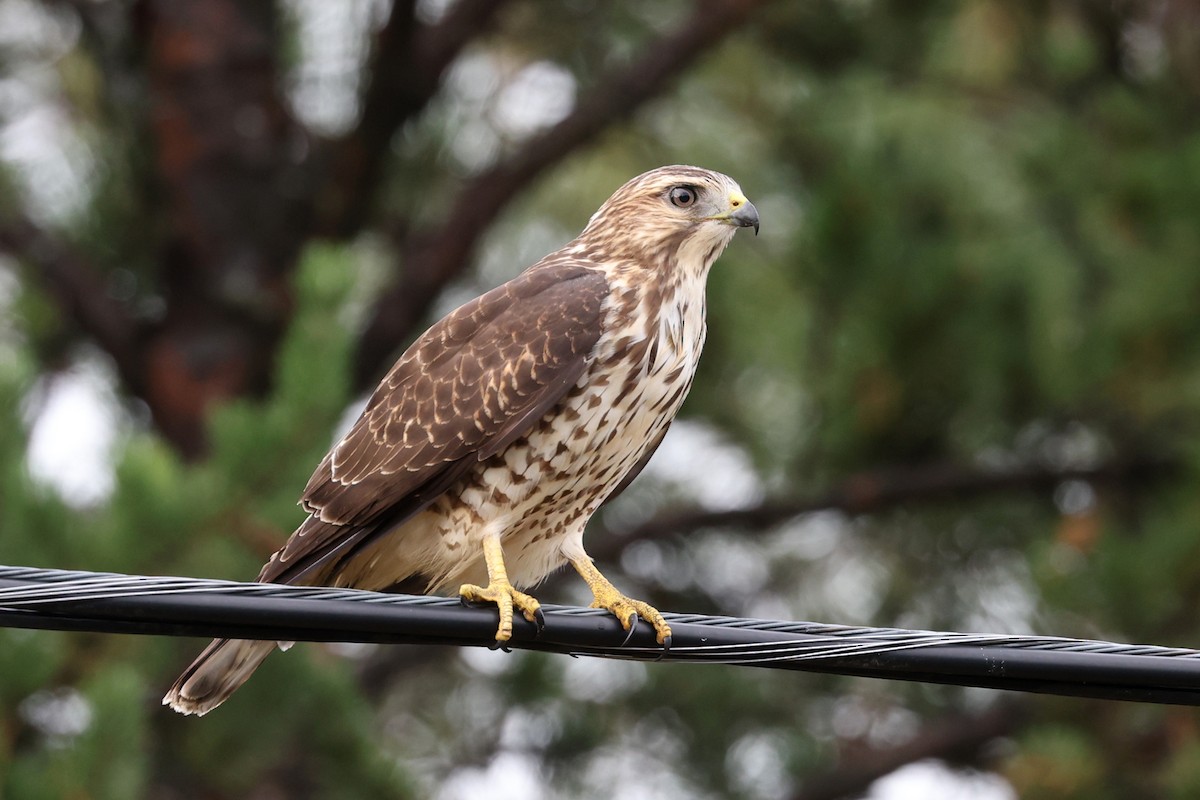 Broad-winged Hawk - ML641035705