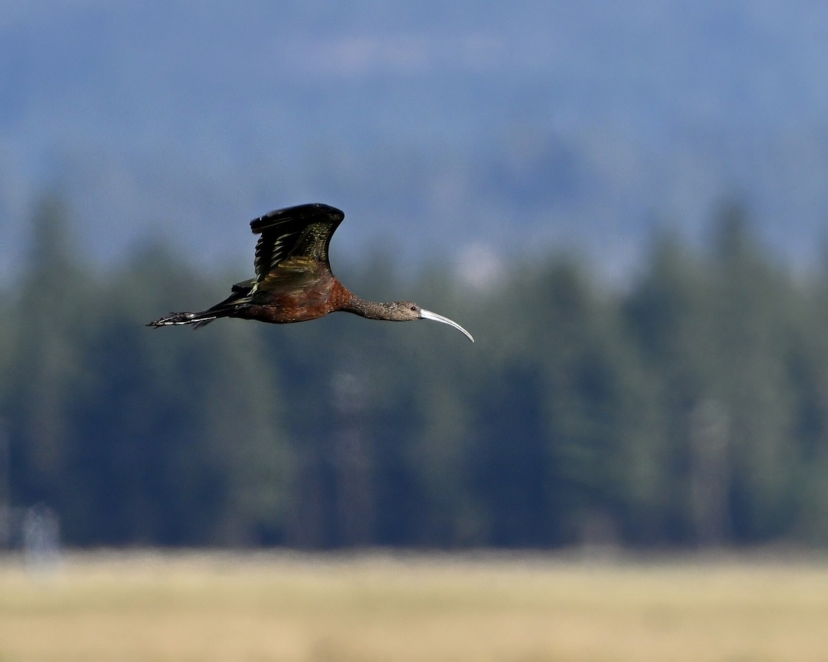 White-faced Ibis - ML641035743