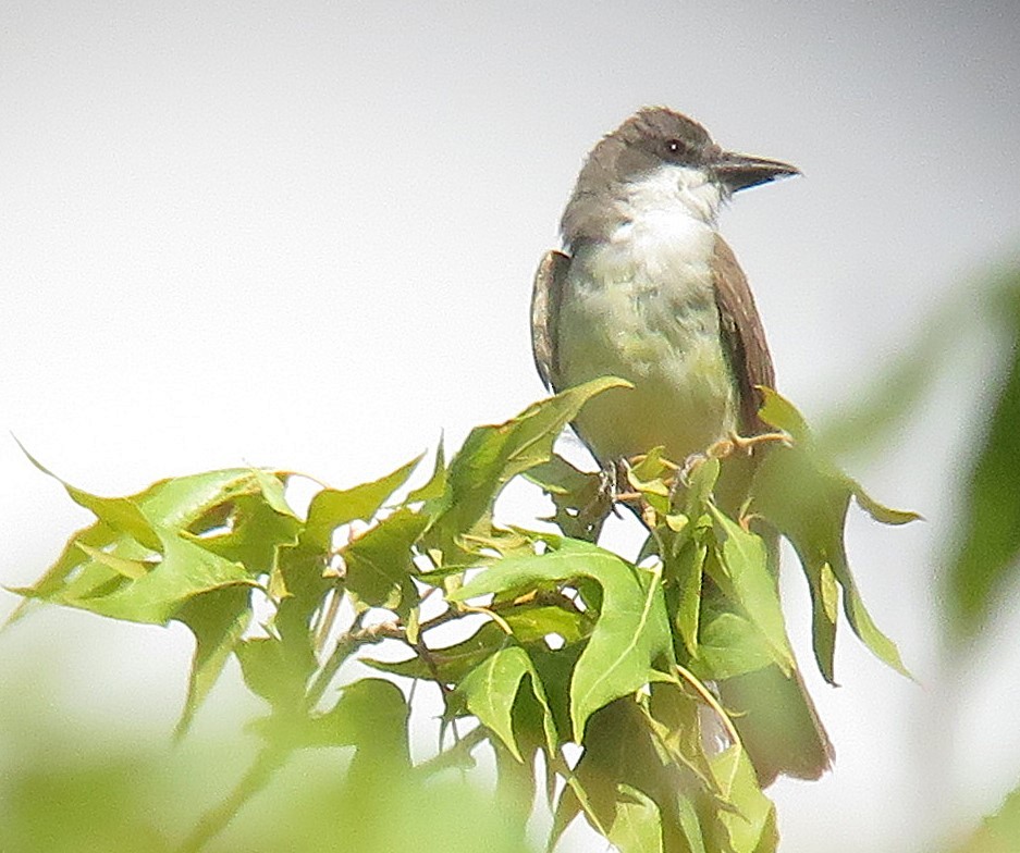 Thick-billed Kingbird - ML641035750