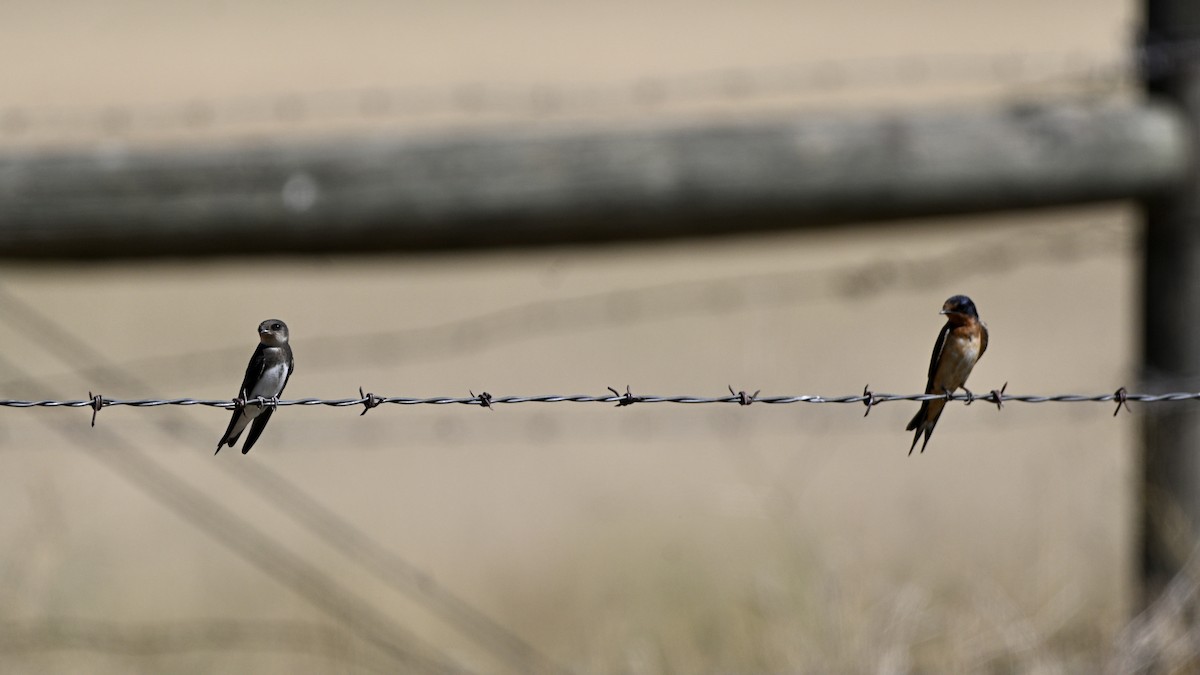 Barn Swallow - ML641035763