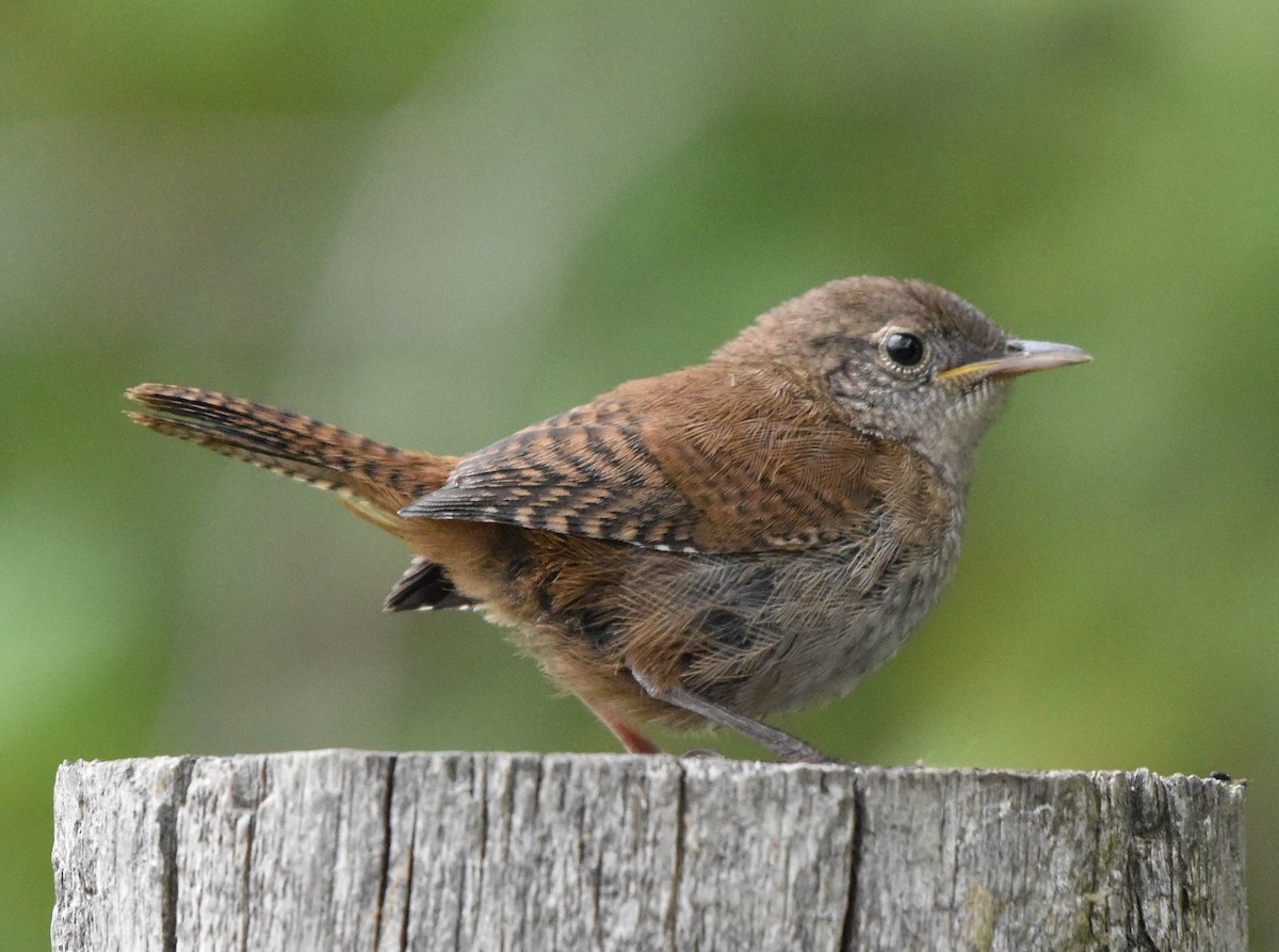 Northern House Wren - ML641035776