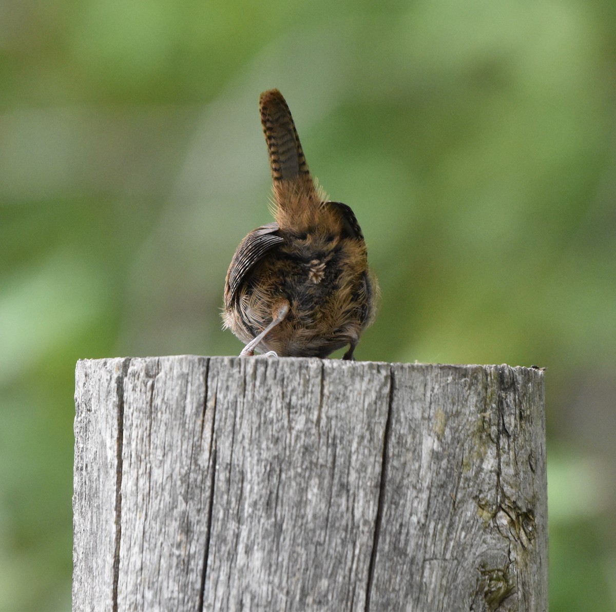 Northern House Wren - ML641035777