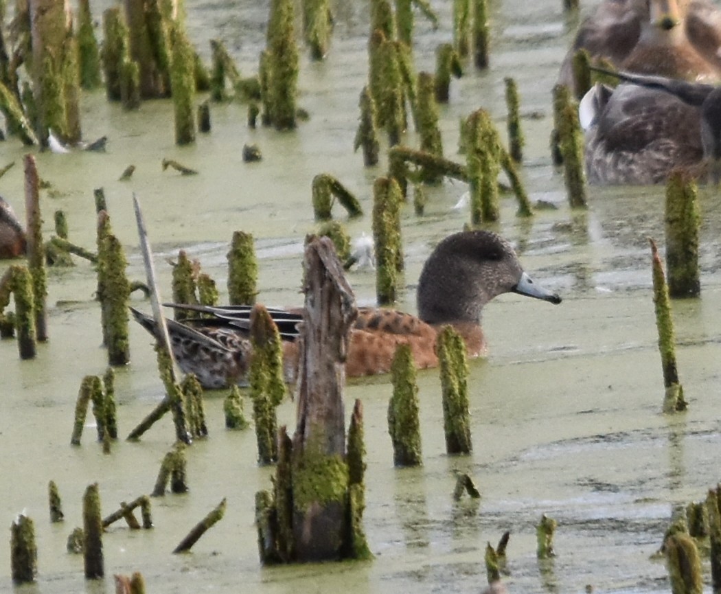 American Wigeon - ML641035805