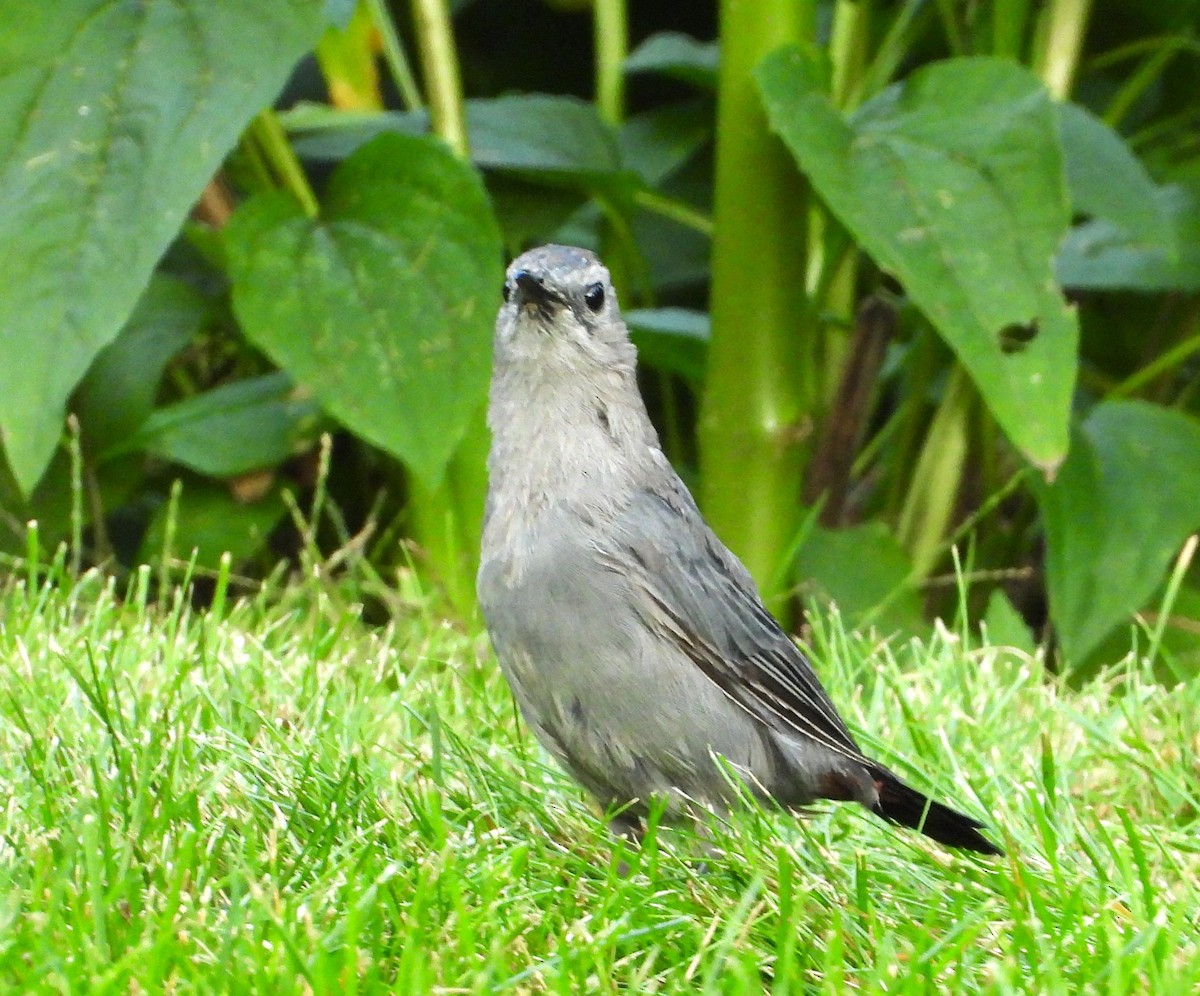 Katzenspottdrossel - ML641035875