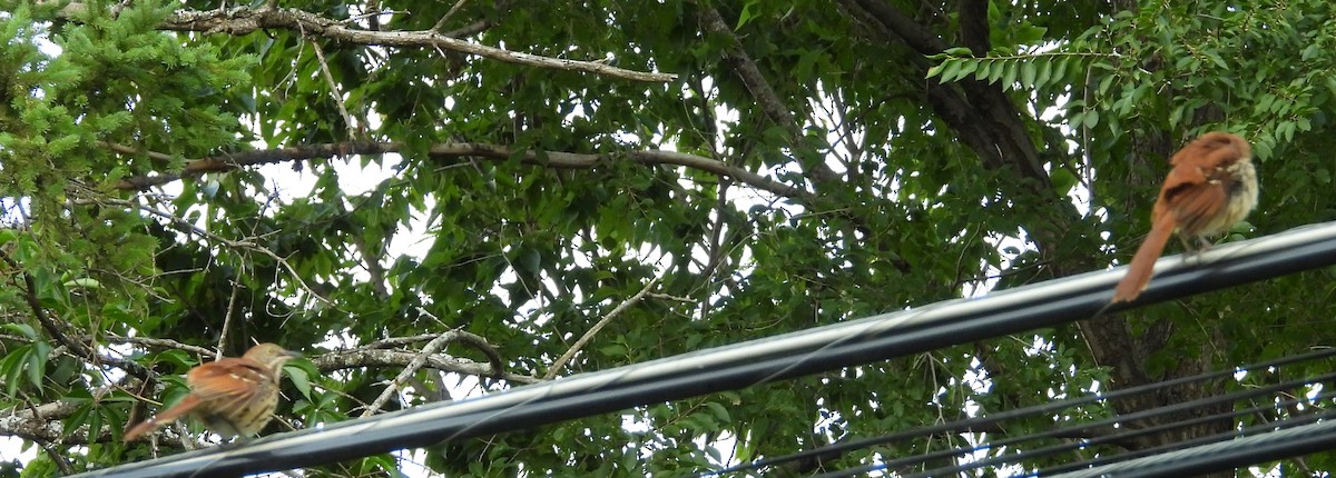 Rotspottdrossel - ML641035879