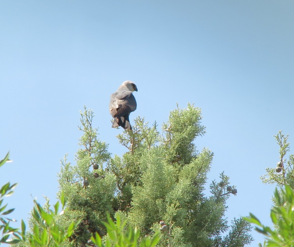 Mississippi Kite - ML641035907