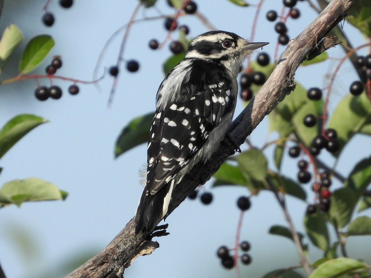 Downy Woodpecker - ML641035921