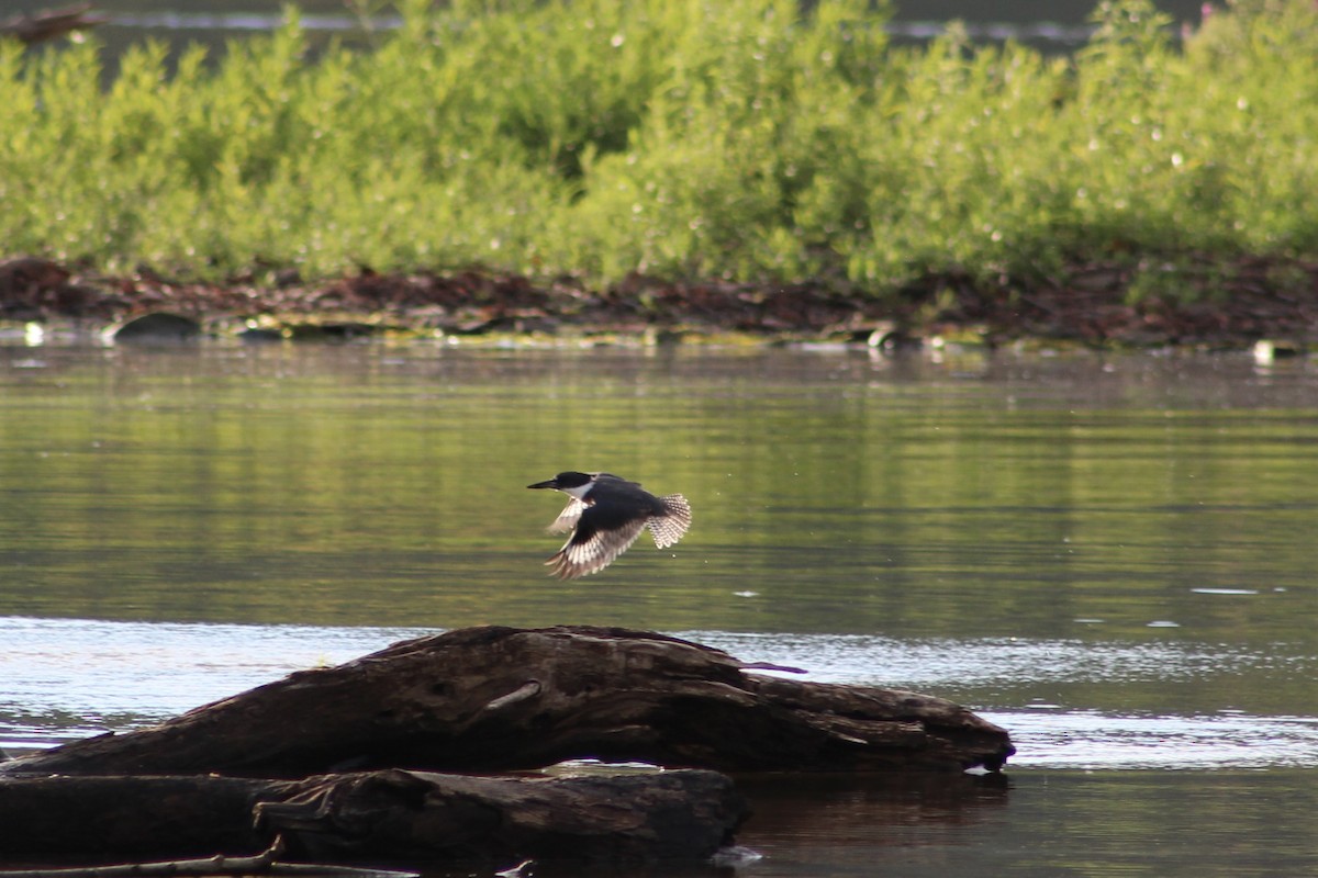 Belted Kingfisher - ML641035974