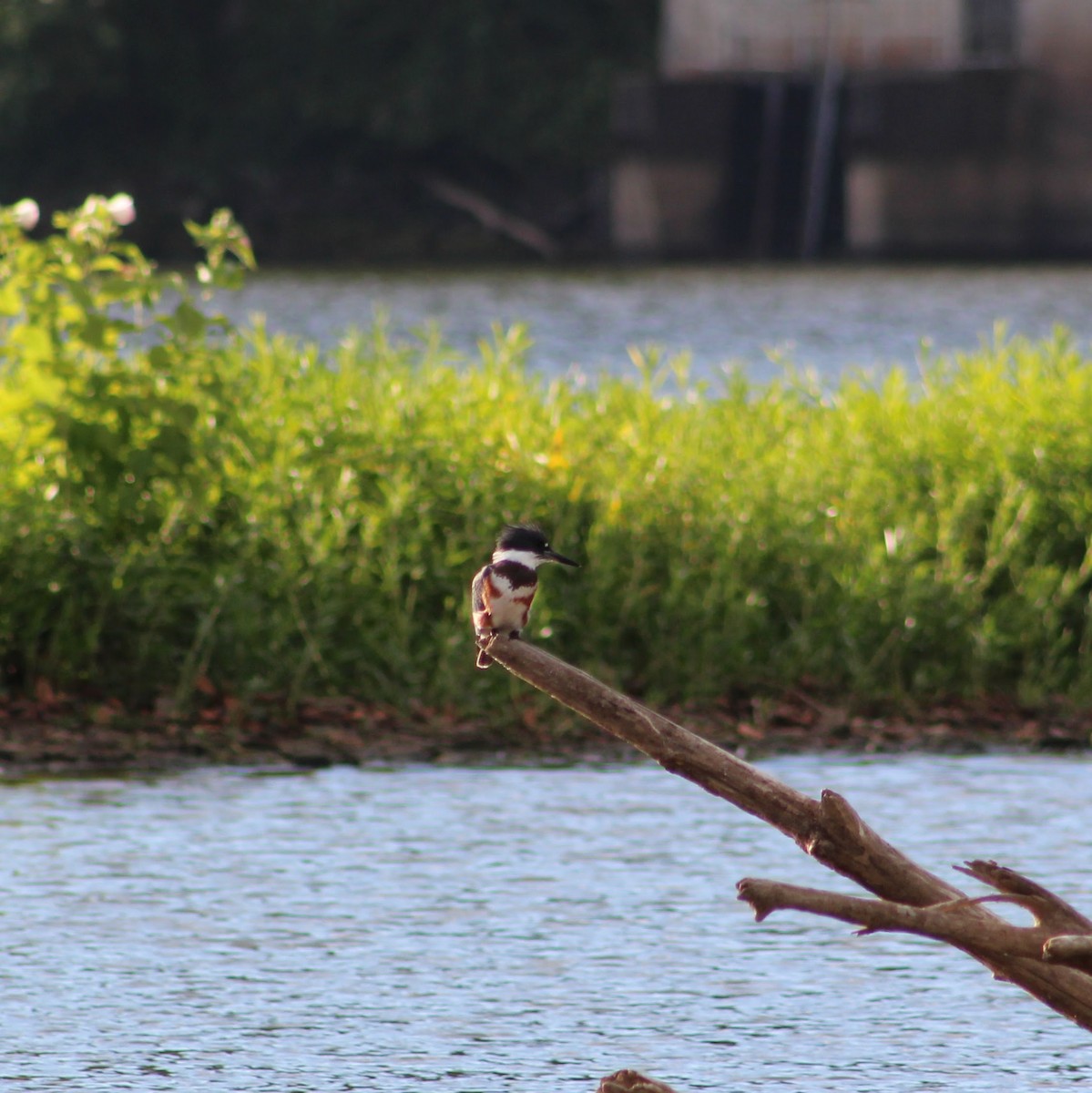 Belted Kingfisher - ML641035975