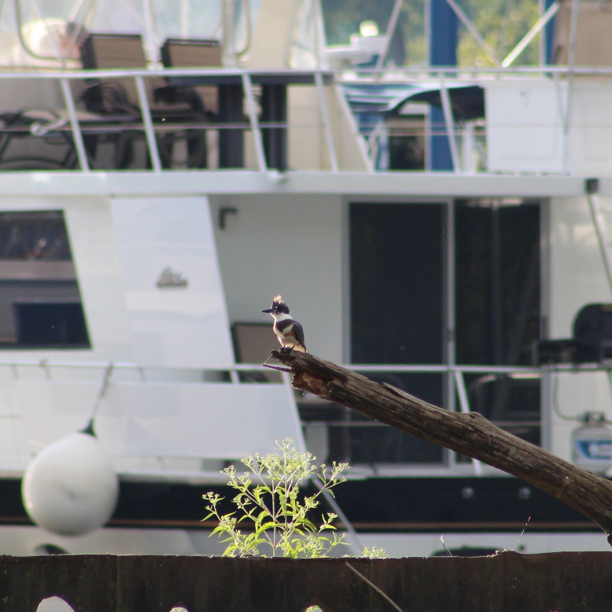 Belted Kingfisher - ML641035976