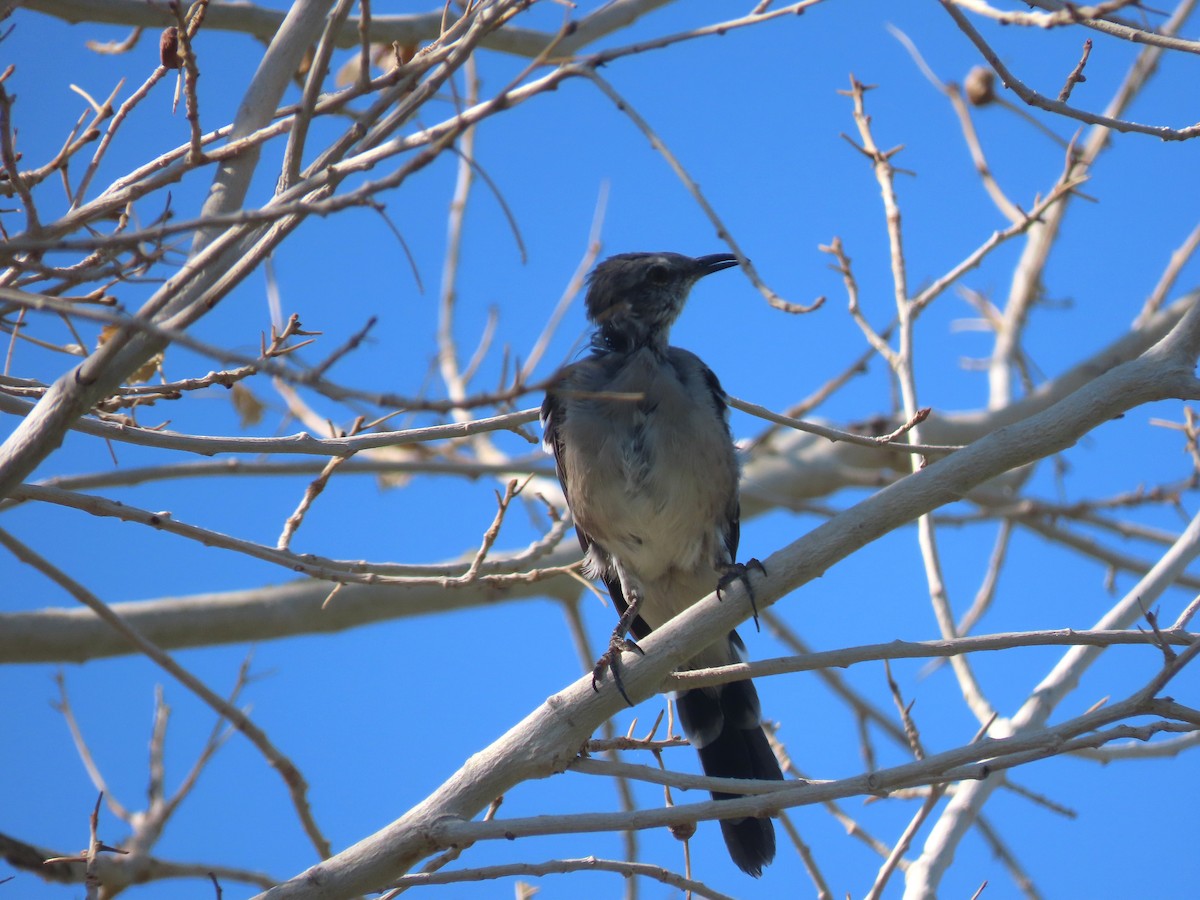 Northern Mockingbird - ML641035997