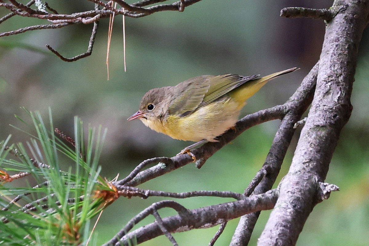 Nashville Warbler - ML641036020
