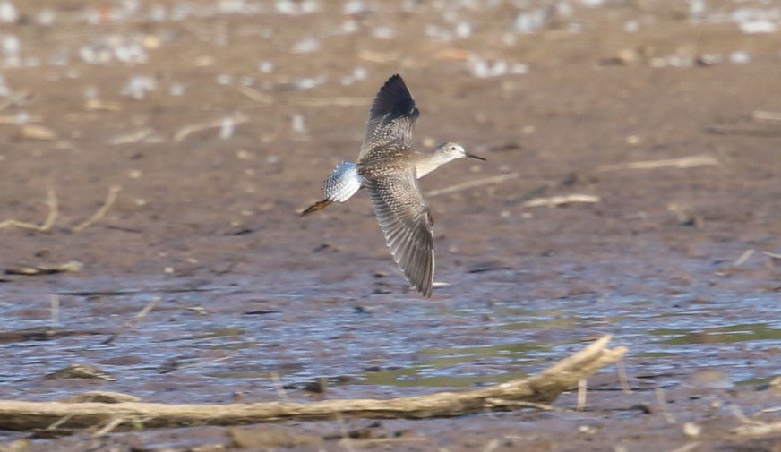 Lesser Yellowlegs - ML641036022