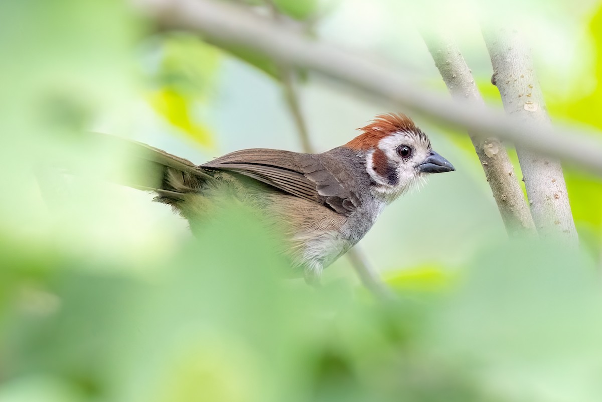 White-faced Ground-Sparrow - ML641036028