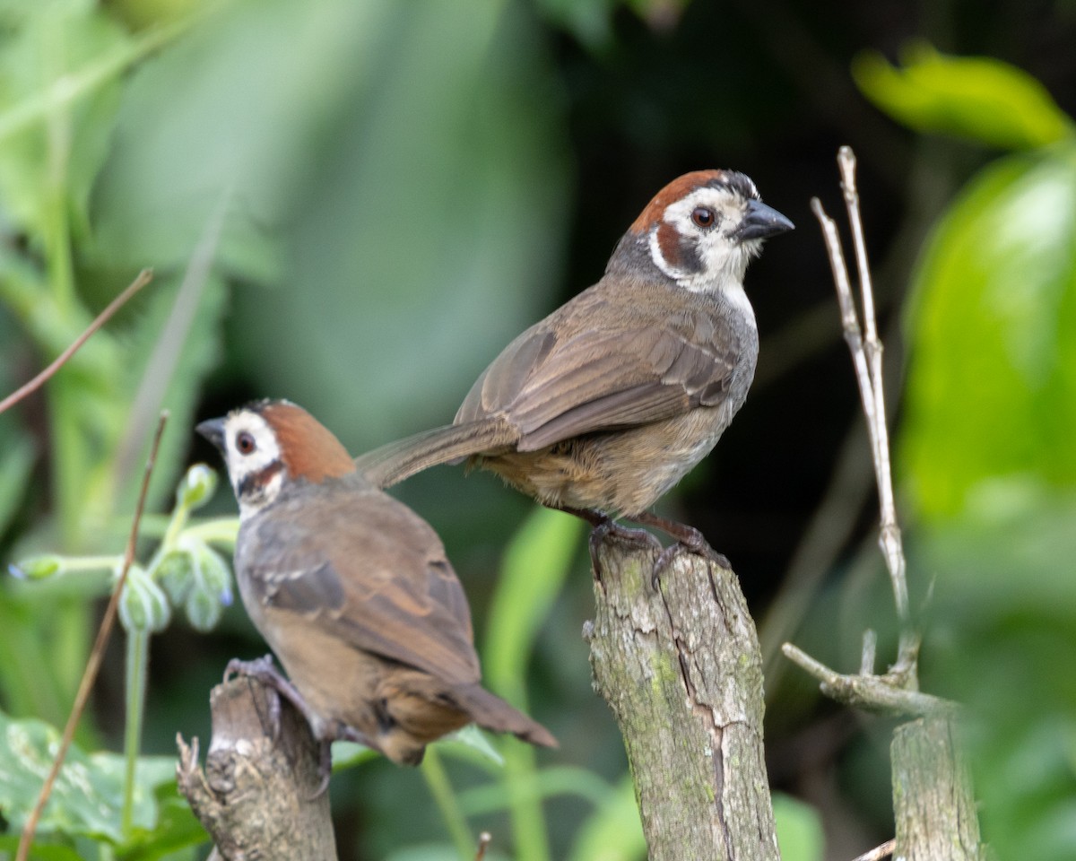 White-faced Ground-Sparrow - ML641036029