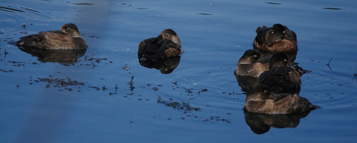 Ring-necked Duck - ML641036033
