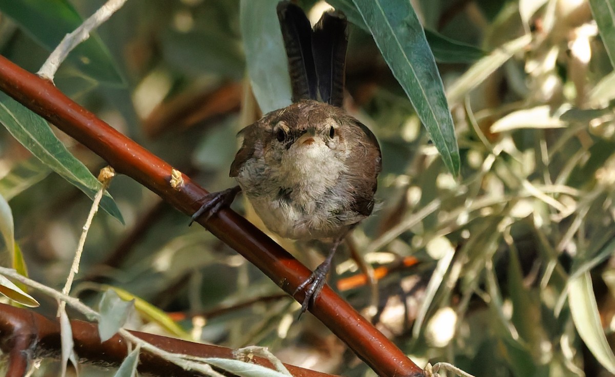 Bewick's Wren - ML641036034