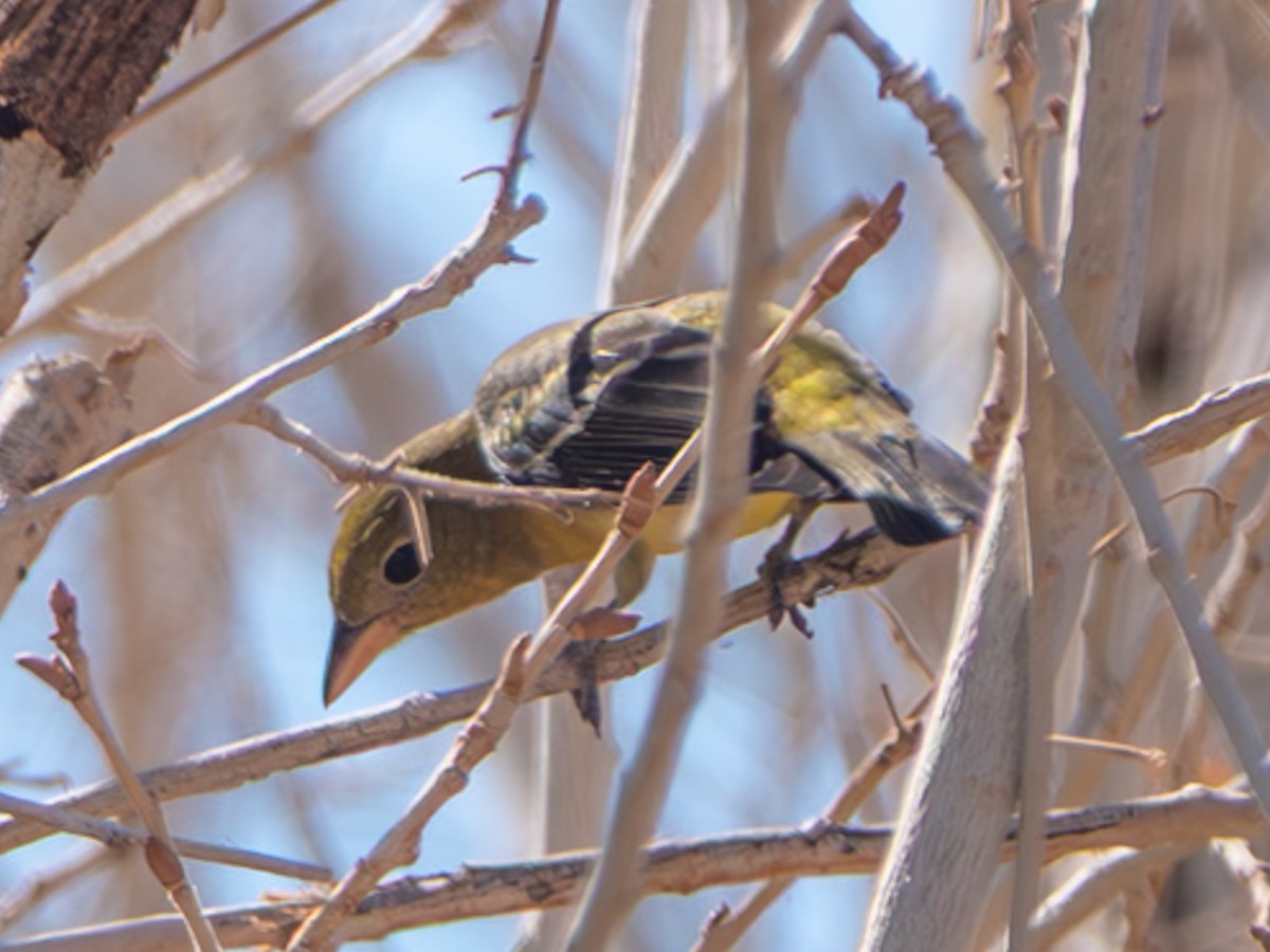 Western Tanager - ML641036043