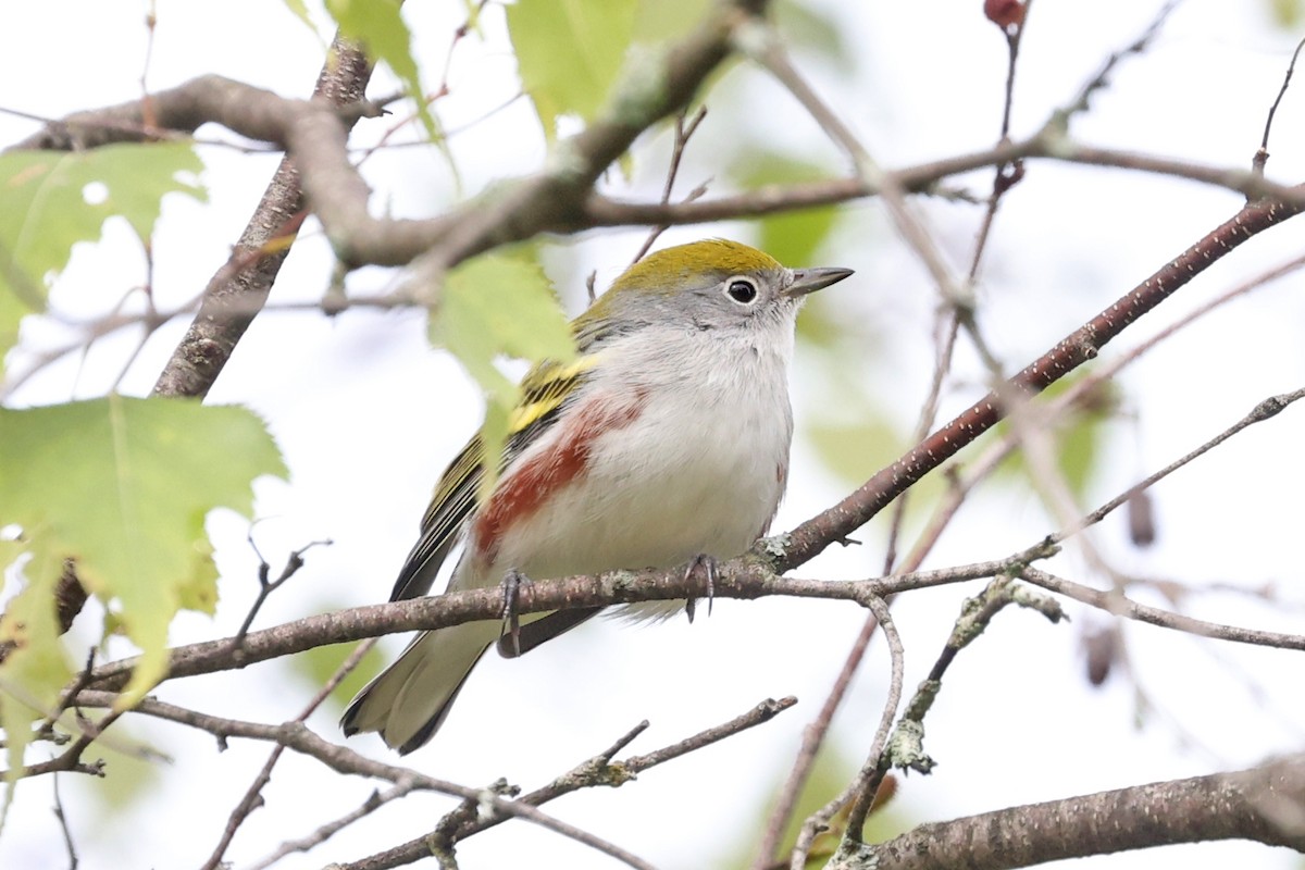 Chestnut-sided Warbler - ML641036045