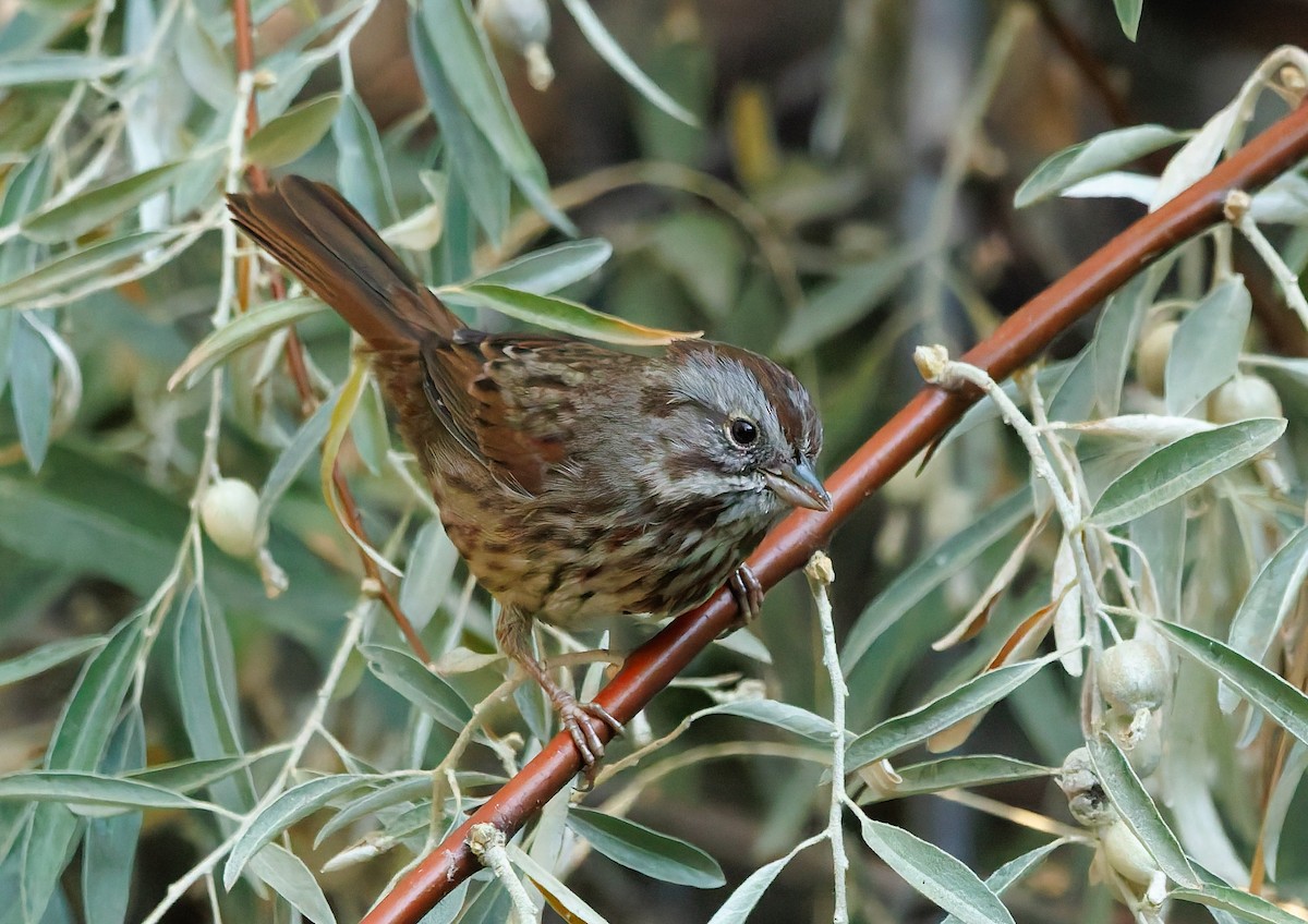 Song Sparrow - ML641036047
