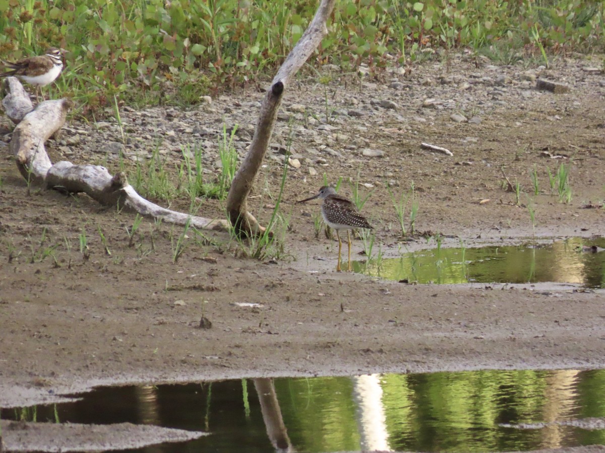 Greater Yellowlegs - ML641036050