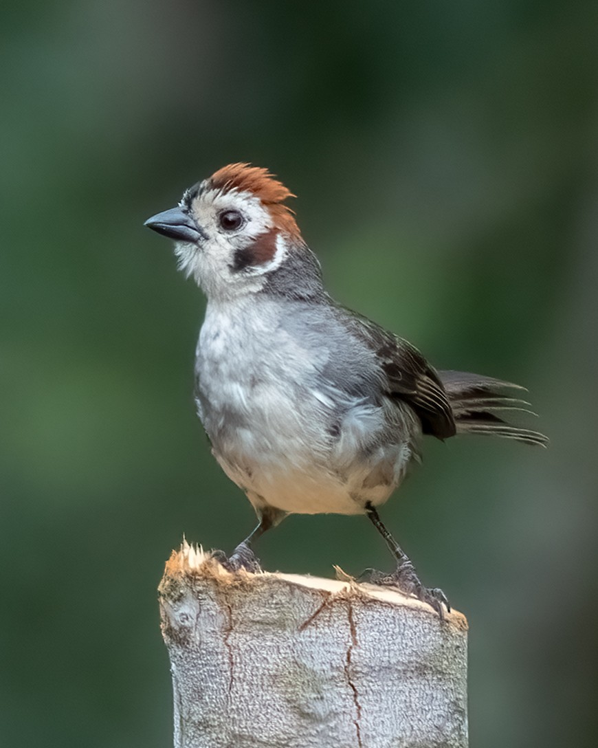 White-faced Ground-Sparrow - ML641036051
