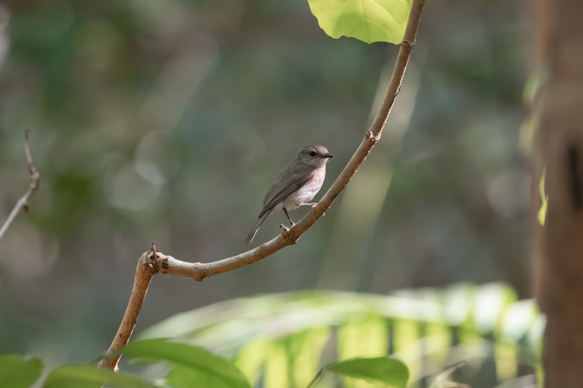 Gray Whistler - ML641036054