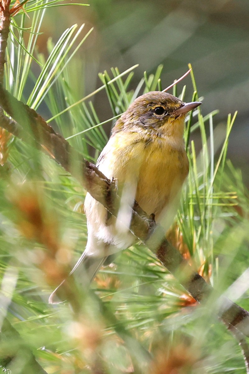 Pine Warbler - ML641036062