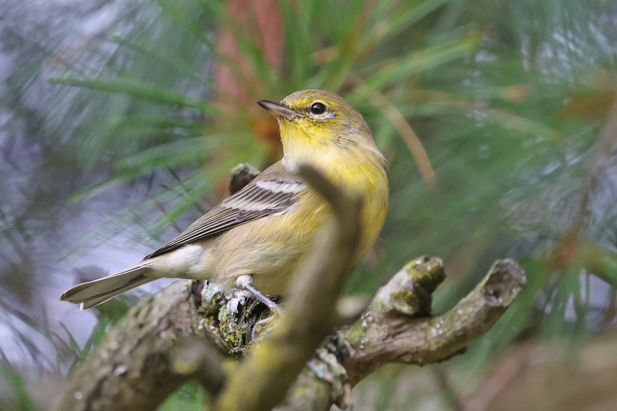 Pine Warbler - ML641036063