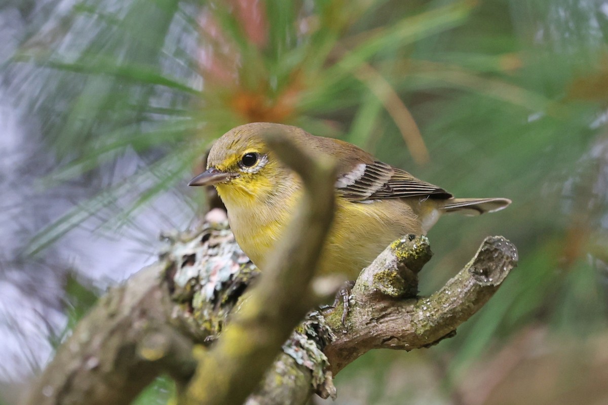 Pine Warbler - ML641036064